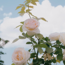 pussysopretty avatar