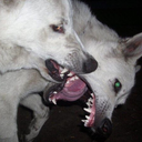 putrid-dysphoria avatar