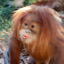 puttingslothstoshame avatar