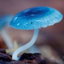 puzywinkerbean avatar