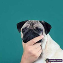 pxcxlx07-blog avatar