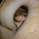 pyritethesnake avatar