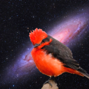 pyrocephalus-rubinus avatar