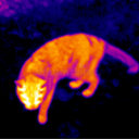 pyromanicfeline avatar