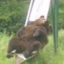 pythonstrid3r avatar