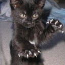 pyxxie-nyxxie avatar