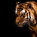 qarhsi-belatoub-blog avatar