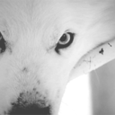 qarizmatic-blog avatar