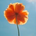 qtcheetos-blog avatar