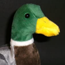 quackels avatar