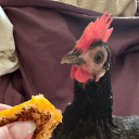 quaility-quails avatar