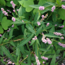 quailnest-blog avatar