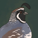 quailtea avatar