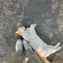 qualified-queer avatar