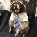 qualified-trash-panda avatar