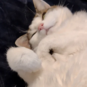 quality-is-not-for-us-fishes avatar