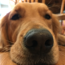 qualitydoggo avatar
