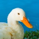 quasiquack666 avatar