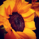 quattrofarfalle avatar