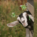 queen-chief-blog avatar