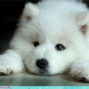 queen-of-disaster avatar