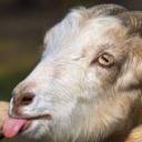 queen-of-paradise avatar