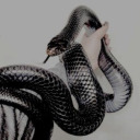 queen-of-reptiles avatar