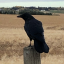 queen-of-torches avatar