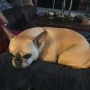 queen-weaksauce avatar