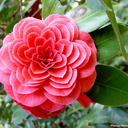 queencrow1694 avatar