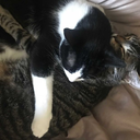 queenelisworld avatar