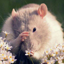 queenie-in-the-beanie avatar