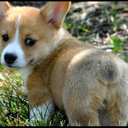 queenofallcorgis avatar
