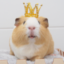 queenofcavies avatar