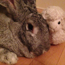 queenofthefluffs avatar