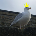 queenoftheseagulls avatar