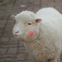 queenoftheworlds avatar