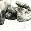 queenscrown95 avatar