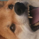 queenshibe avatar