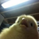 queer-things-and-stuff avatar