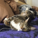 queerdreamerdc avatar