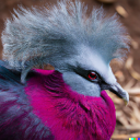 queerest-pigeon avatar