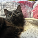 queerfeministdork avatar