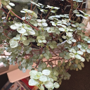 queeringherbalism avatar