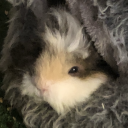 queermagicalfurby avatar