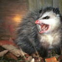 queerpossums avatar