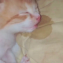 queerriotgrrrl avatar