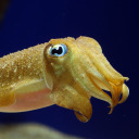 questionablecuttlefish avatar