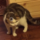 questionedipercezione avatar