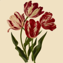 quick-question-why avatar